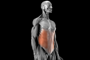 Muscle Oblique Externe de l'Abdomen