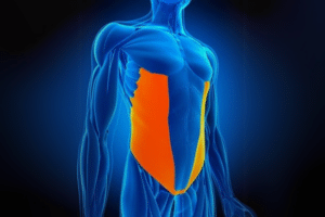 Muscle Transverse de l'Abdomen