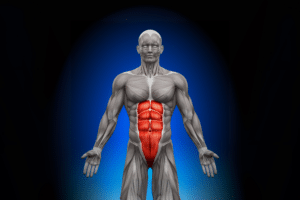 Muscle droit de l'abdomen